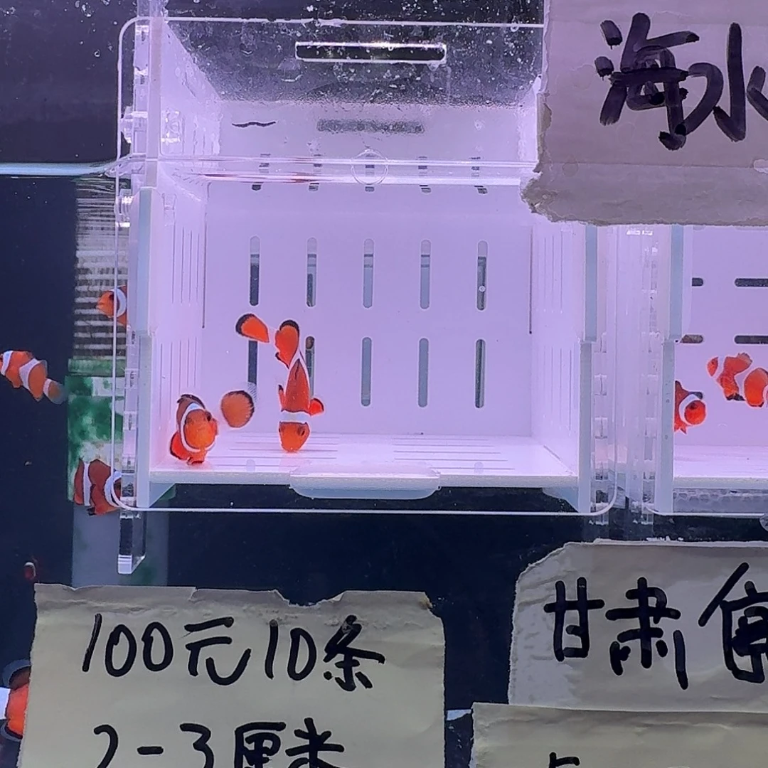 海水鱼4+精品黑边公子一对黑边