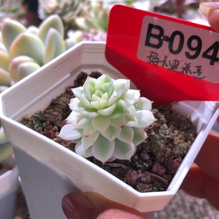 玛卡迪米亚覆轮锦有根