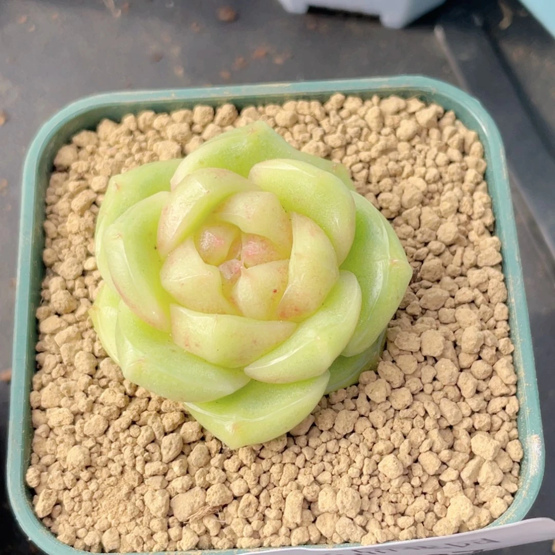 开****537号糖心冰心珍妮 芭菲
