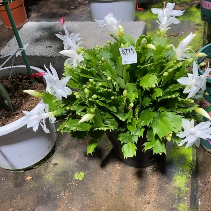 当前无花栽培后可以开花771盆栽白玛丽