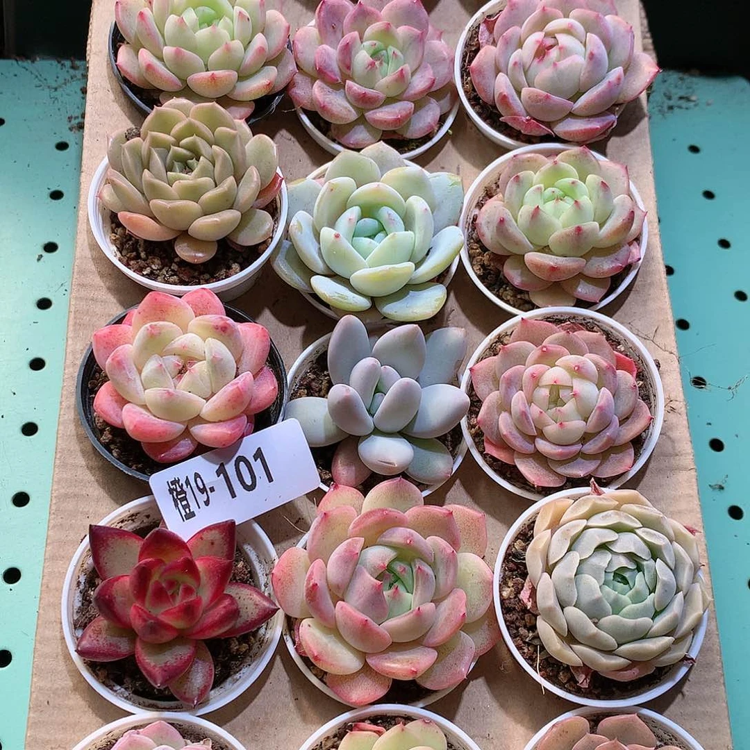 19-101一物一拍带盆18颗。