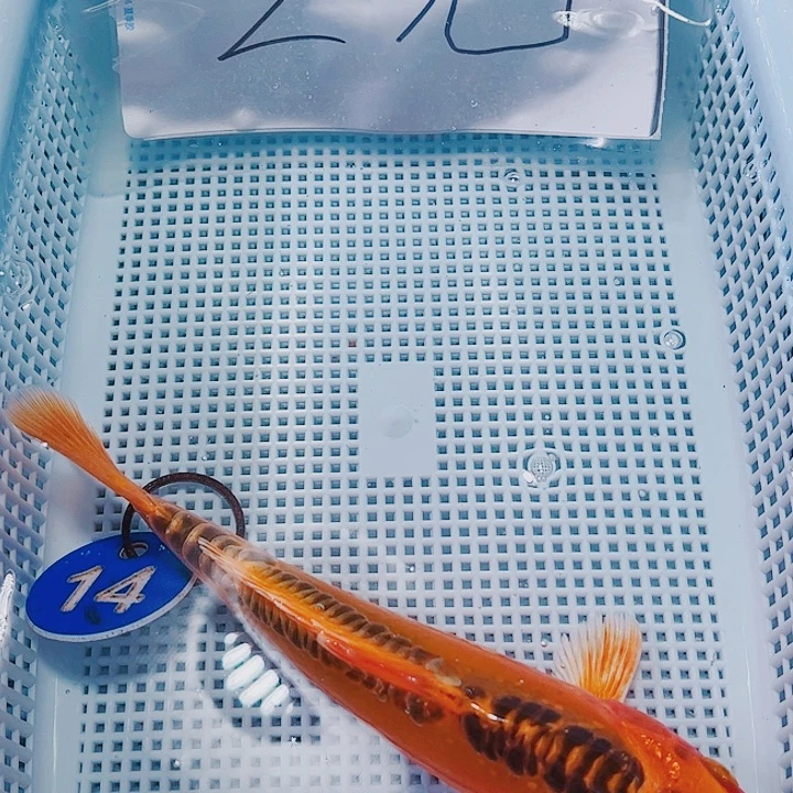 海水鱼锦鲤观赏鱼14