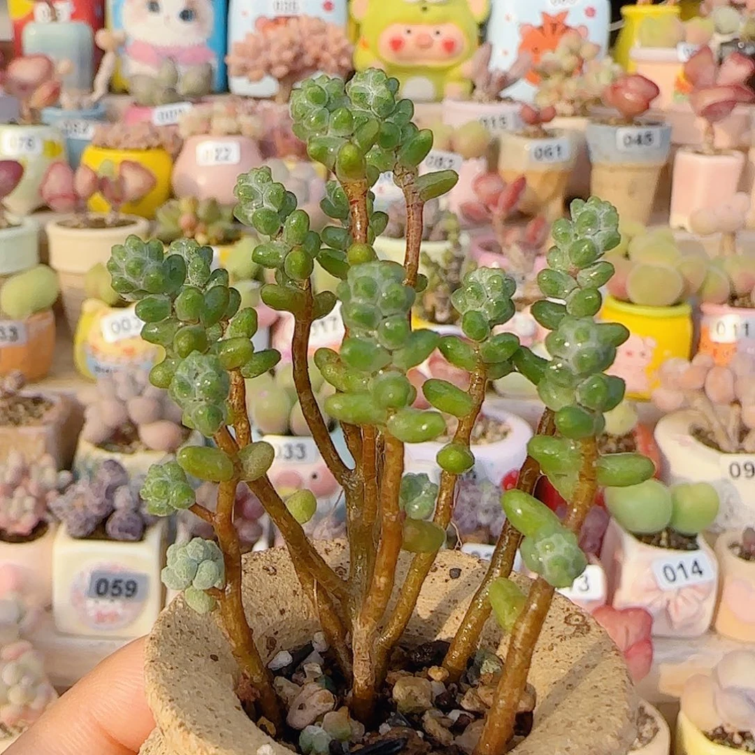T幸运树盆口3.5cm