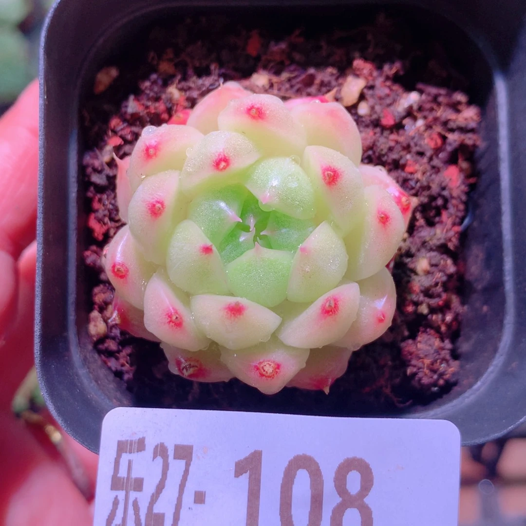 乐然27-108 麦秆单头