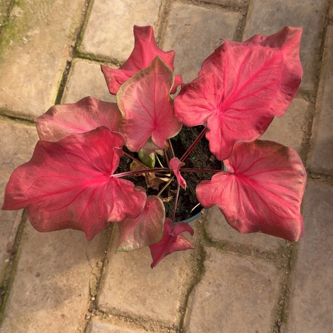 月亮人泰国60-1127