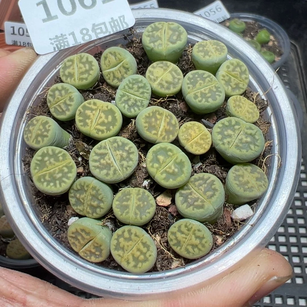 【闪购商品】 1061。