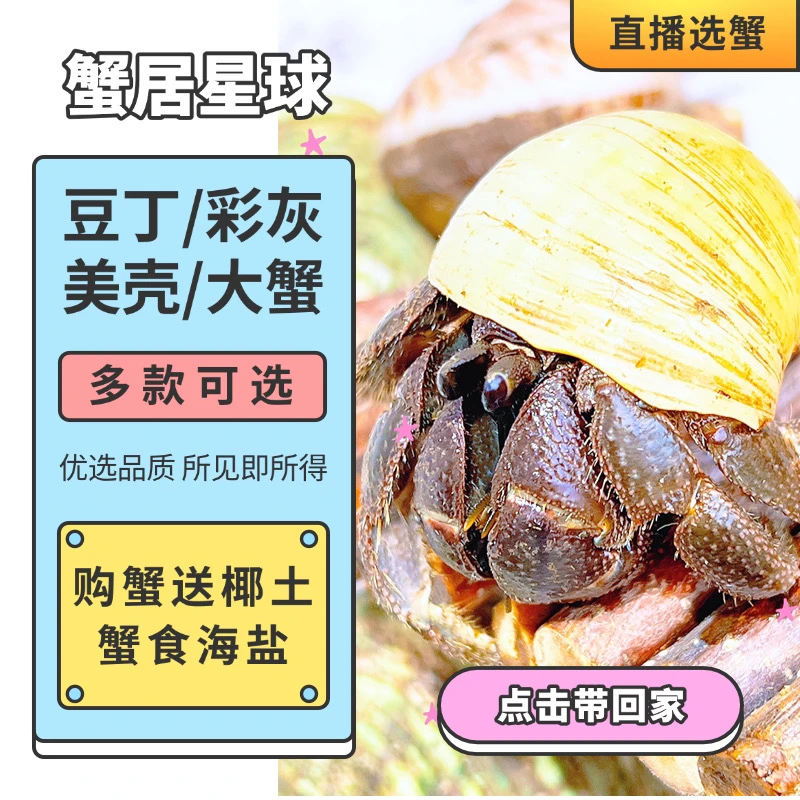 蟹居星球-懒人宠物寄居蟹 一物一拍一付 宠物迷你好养桌面观赏