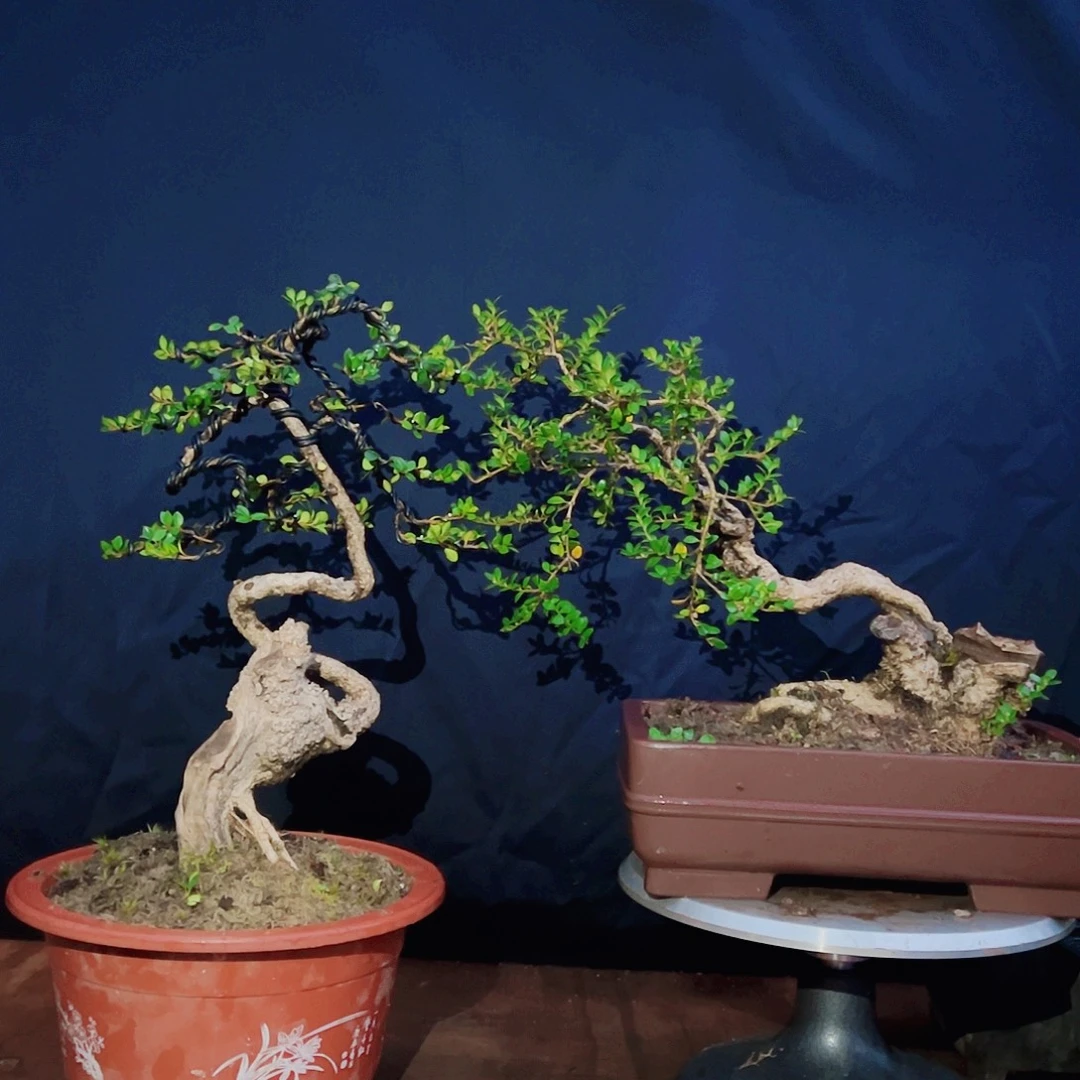 无花朵珍珠黄杨盆栽素材