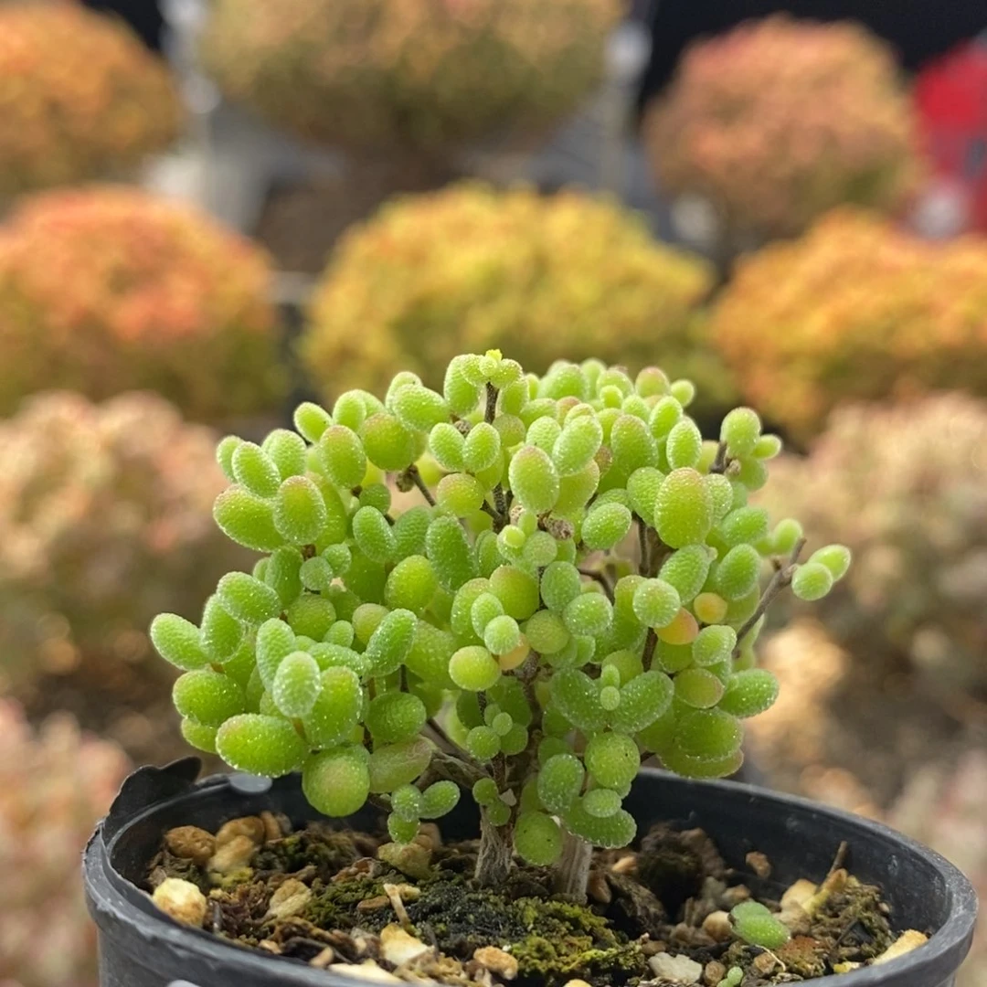 蜜橘糖球0185枝干番杏