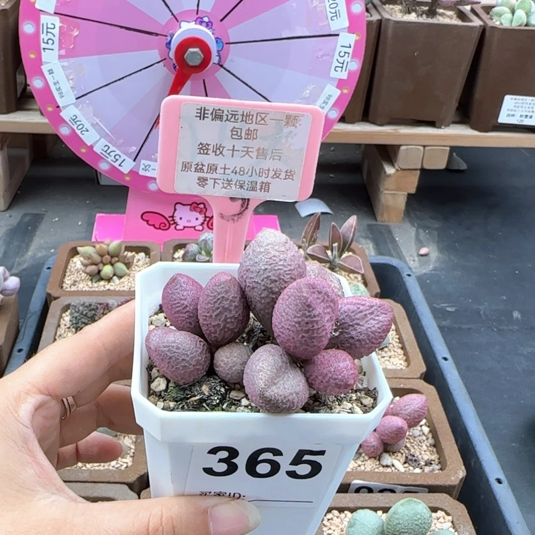 亦*365少女心多肉植物