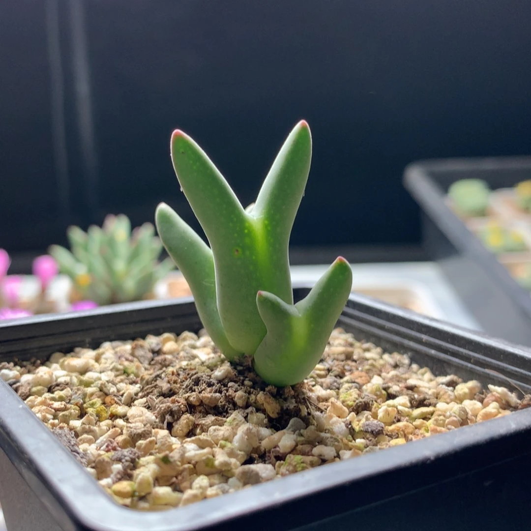 柴**?a276皮卡丘母本一颗