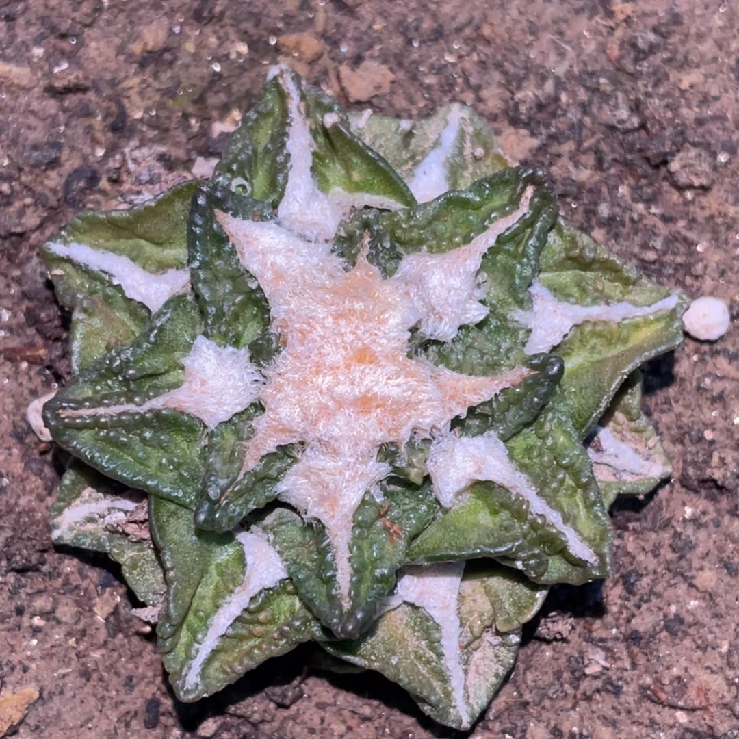 全部花朵自根黄体新顿龟甲085