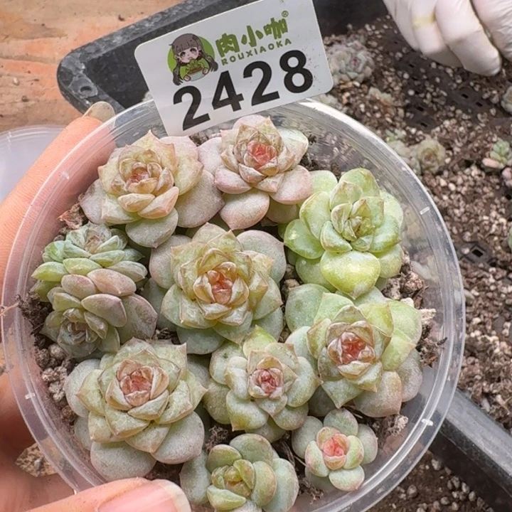多肉植物多肉植物