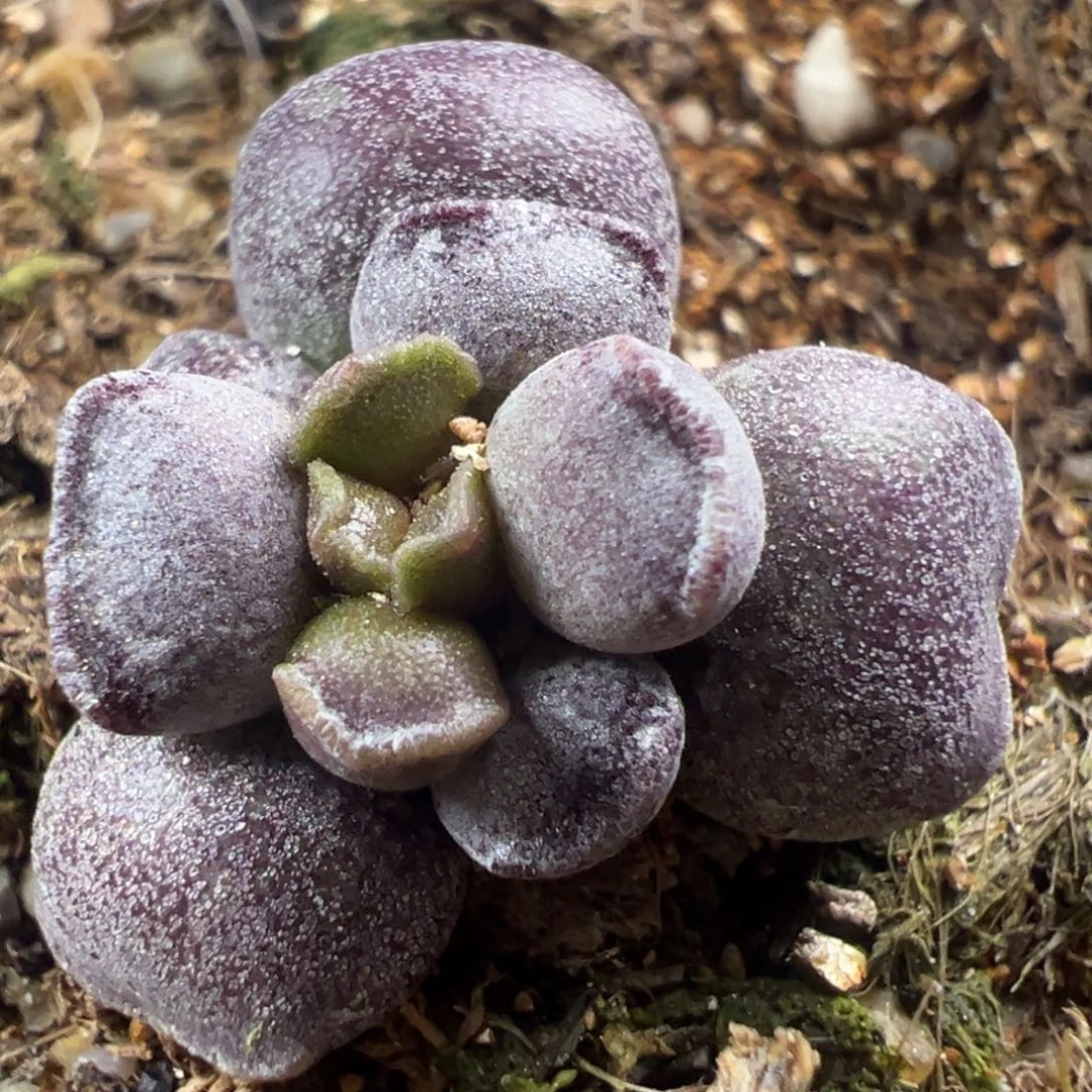 黑武士单头纯木质桩多肉植物