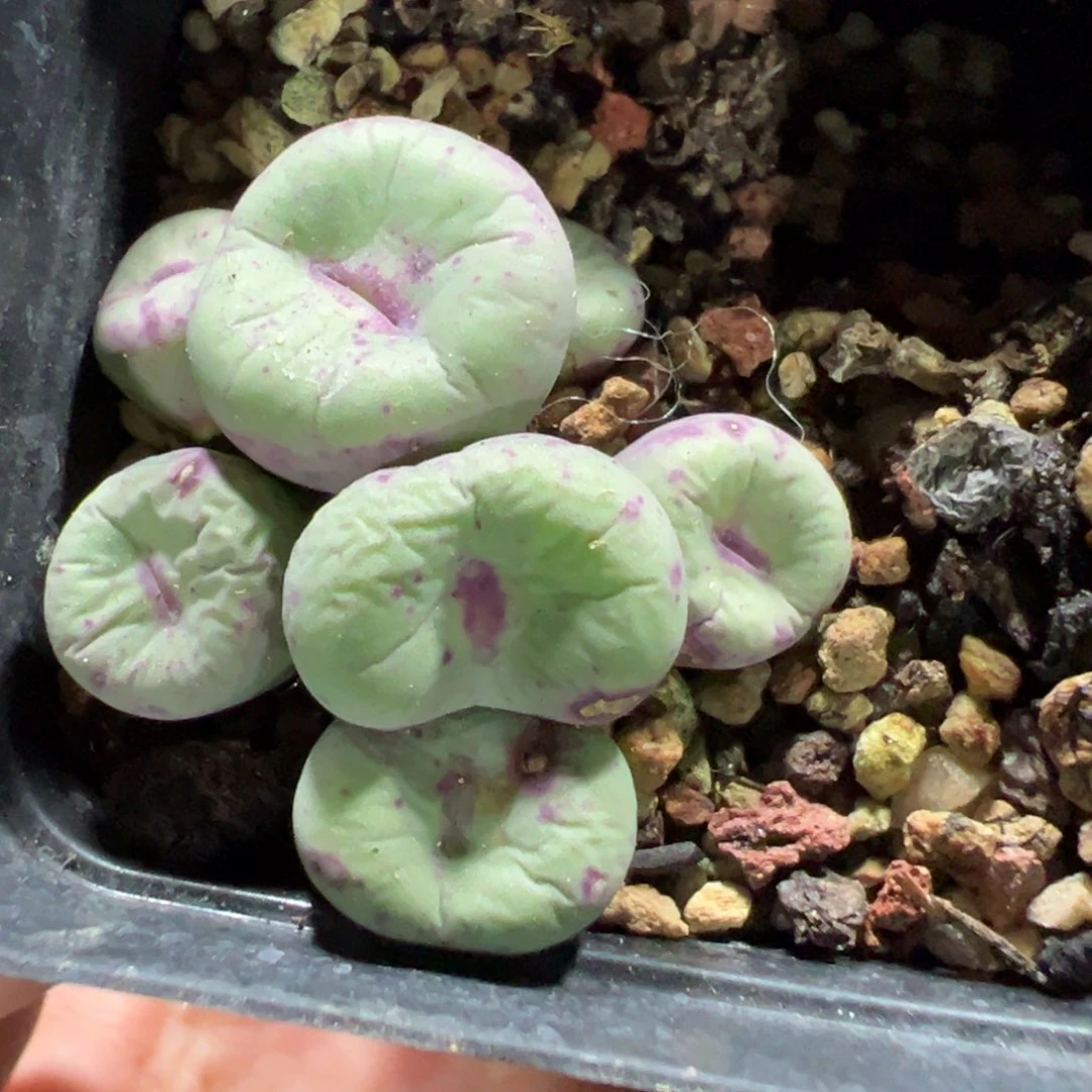 24-54 1968红嘴多肉植物