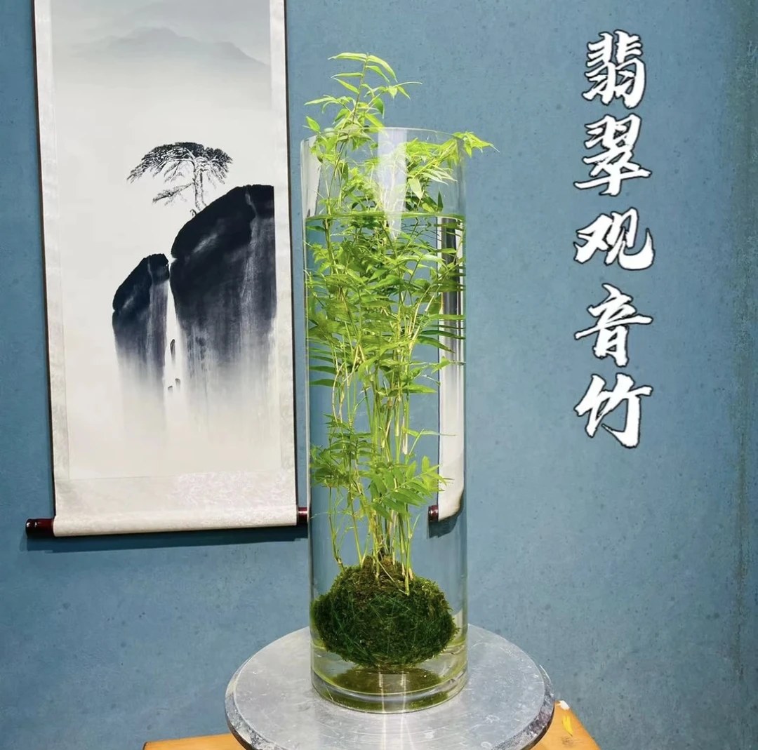 翡翠观音竹水培盆景土培苔藓球种好发货室内好养易活新手水生植物