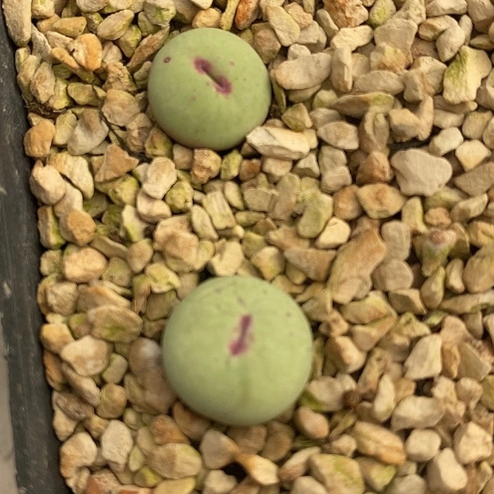 919厚嘴唇小红嘴2颗一组