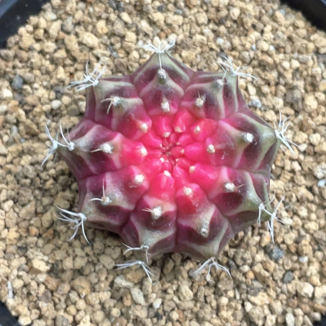 当前无花朵，栽培后可花朵玫粉轮回，增棱价