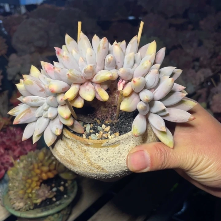 【闪购商品】彩胖哥特朵朵