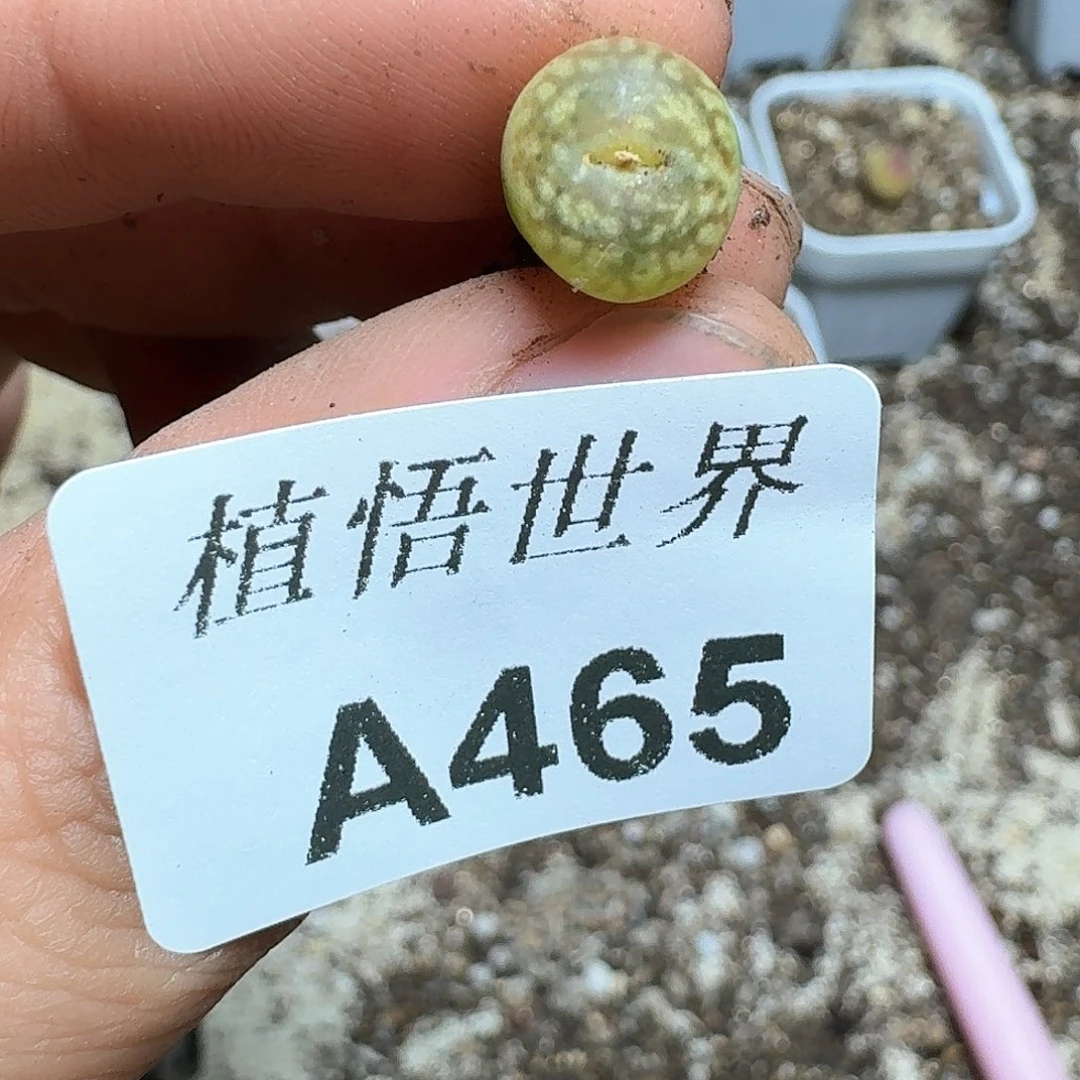 465号多肉植物提取f g