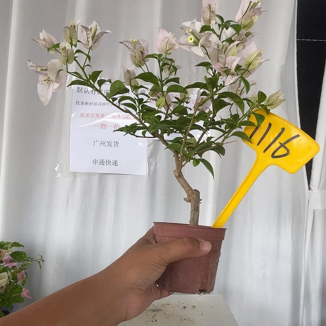 当前无花栽培后可以开花1116掌中宝苹果花