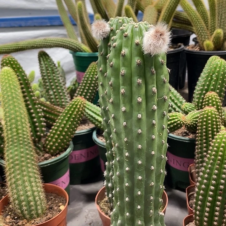 新品龟甲毛花住鹦鹉一杯20公分