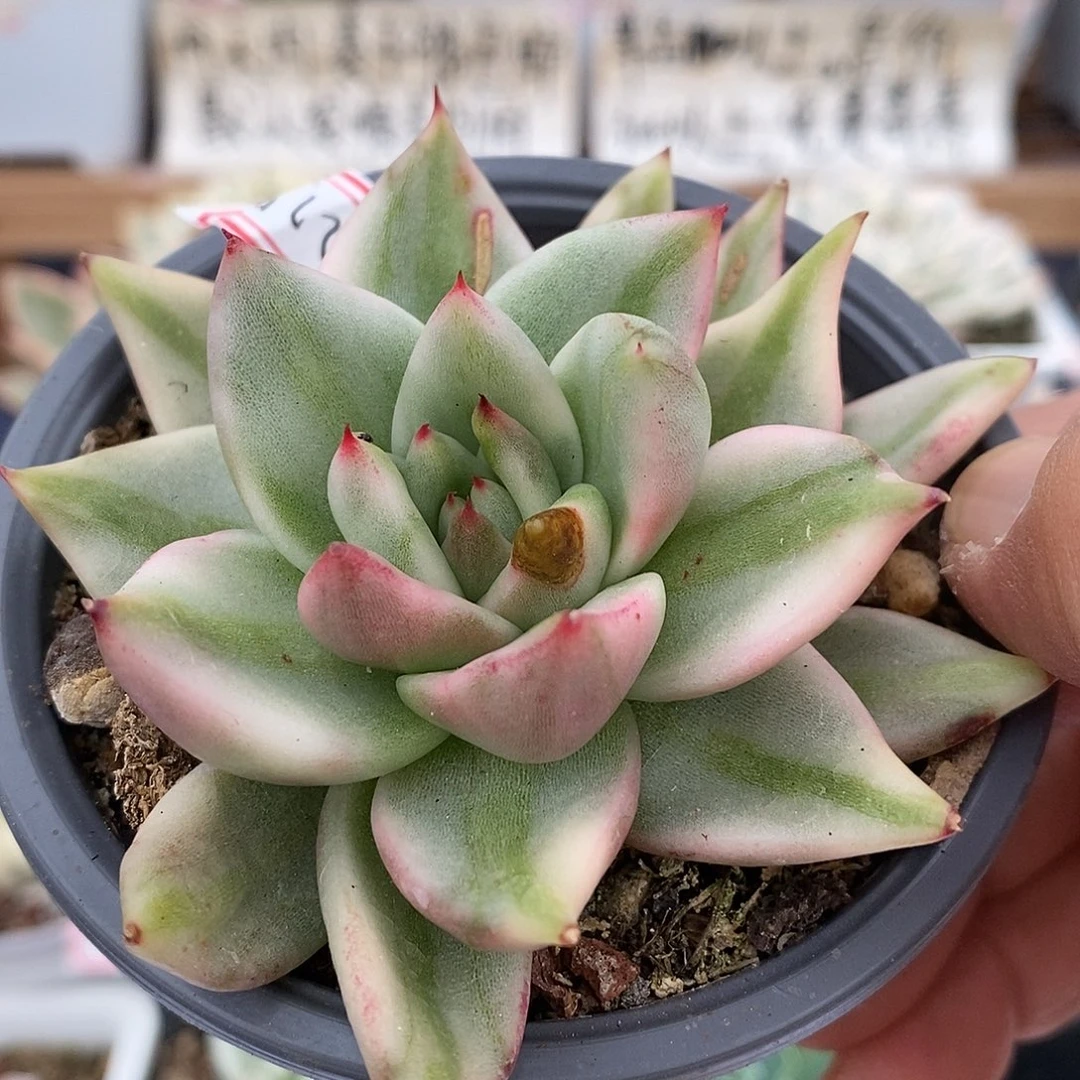 20275 艾克魂宽锦