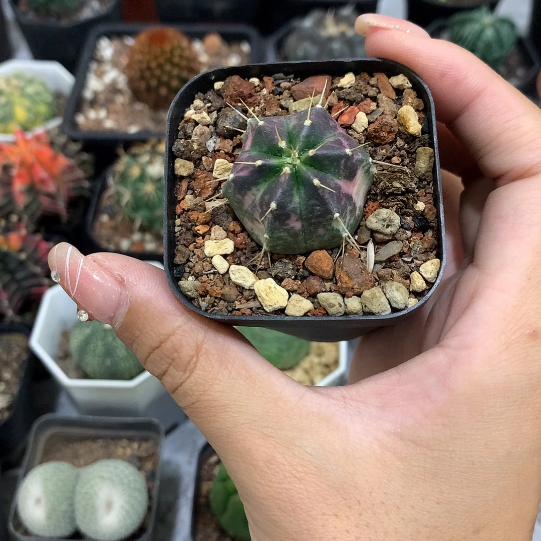 宇宙殿锦自根3公分