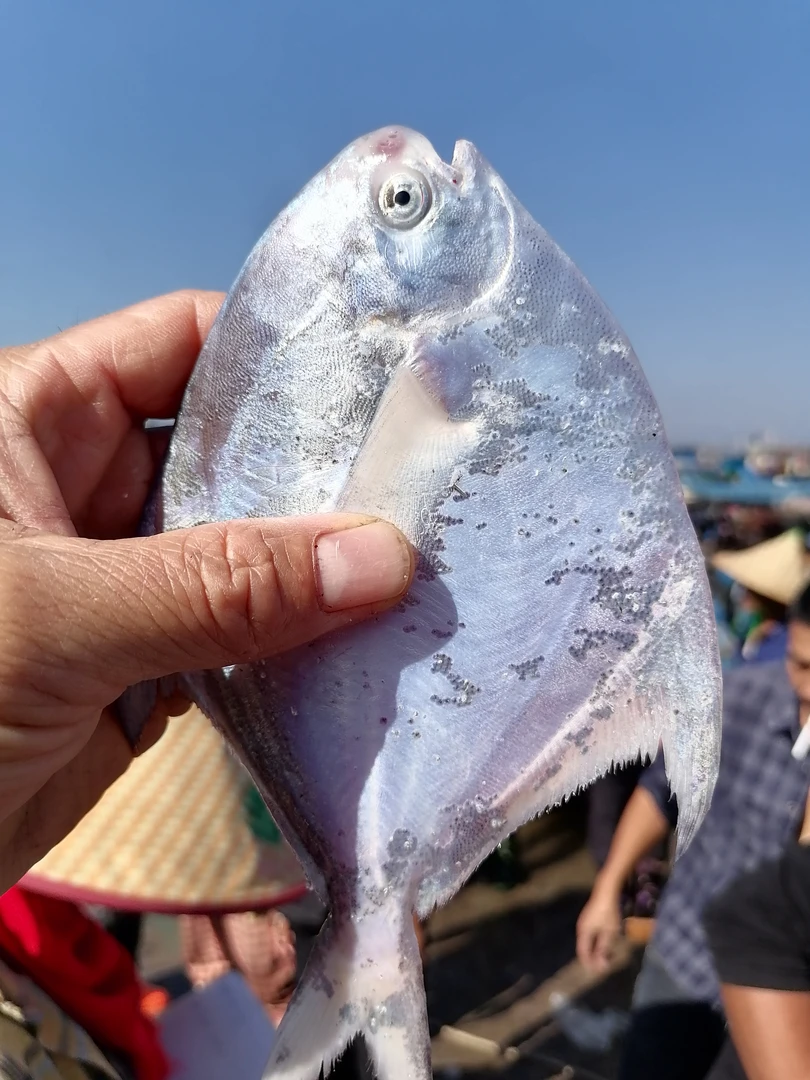【小白鲳】漳州六鳌海捕小白鲳鱼5斤