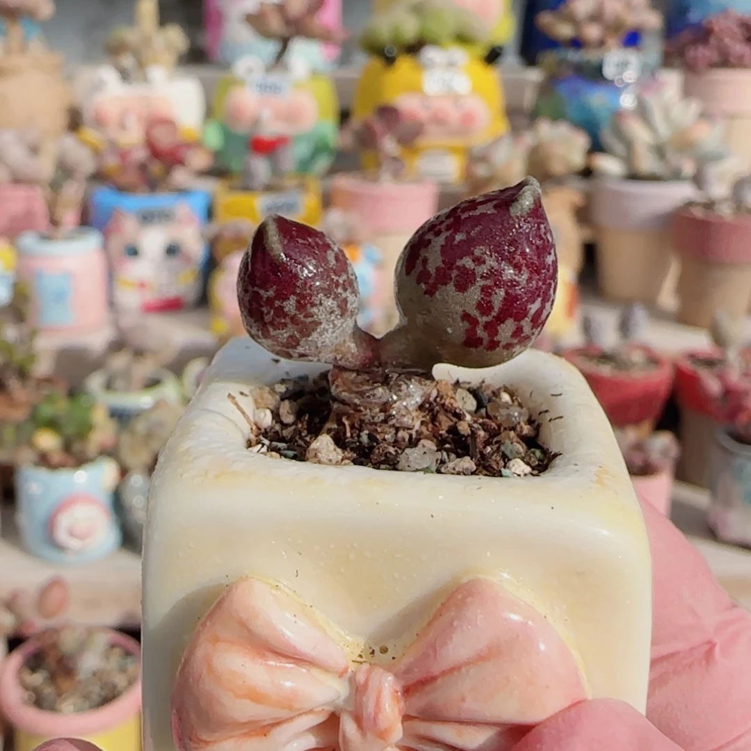 紫丸海豹 盆口2.5cm