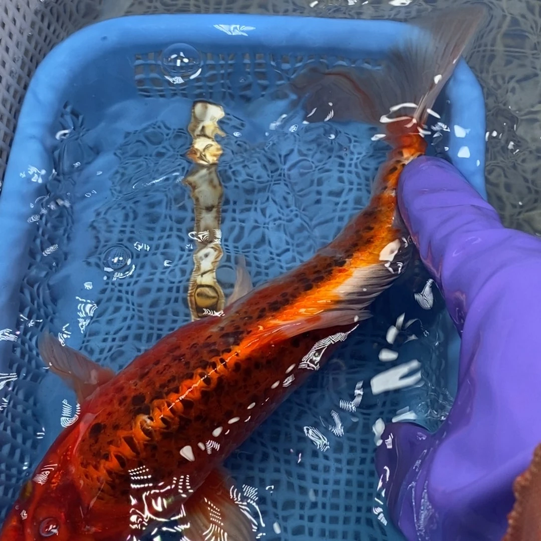 锦鲤冷水锦鲤包邮