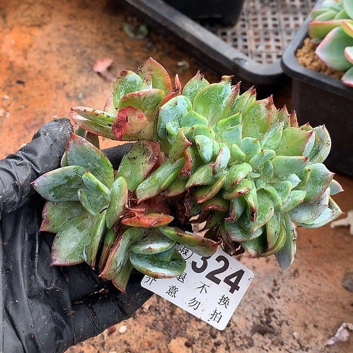 血凤缀化 微瑕 多肉植物 9.23号左右发货