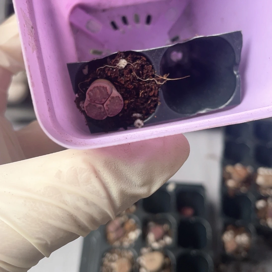 ?****金3789大棚清仓甩卖了