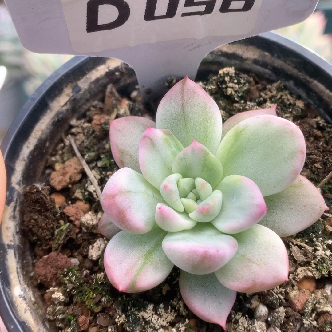 056鹰嘴红锦锦锦锦