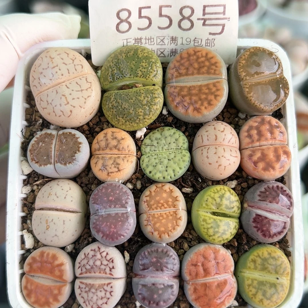 好养易活生石花大母本8558