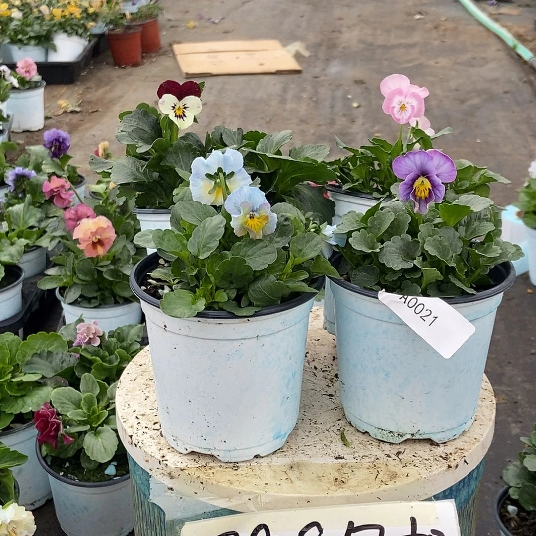 大部分花苞少量开放21