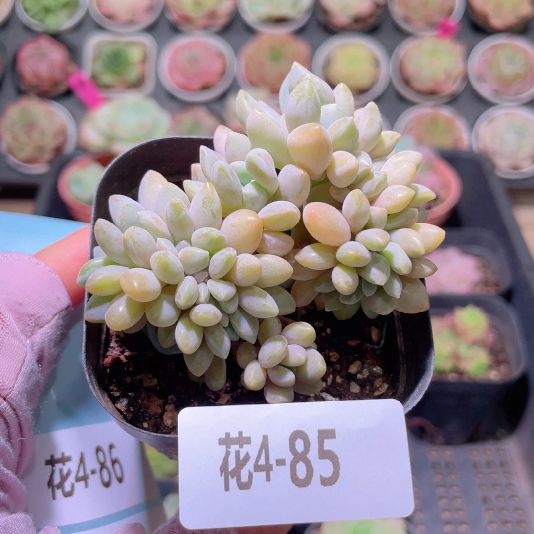 花利美4-85醉美人缀化