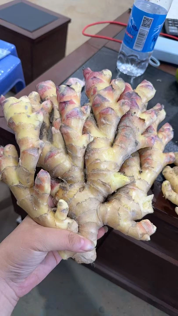 云南现挖红芽小黄姜时令应季新鲜蔬菜可腌制泡姜炒菜 坏烂包赔