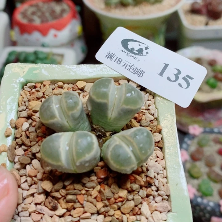 生石花花花花开了135