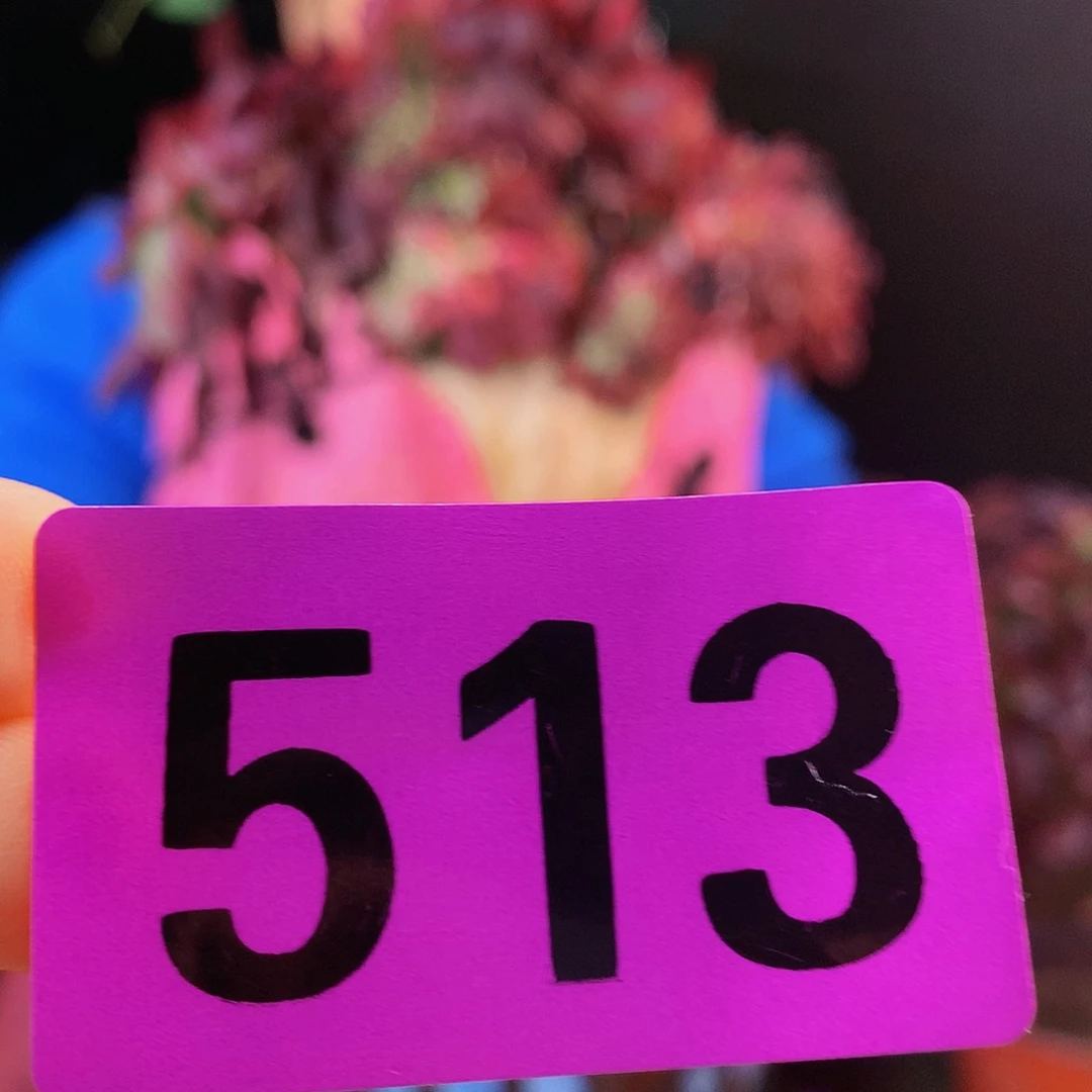 ssssssssssssssssssss513