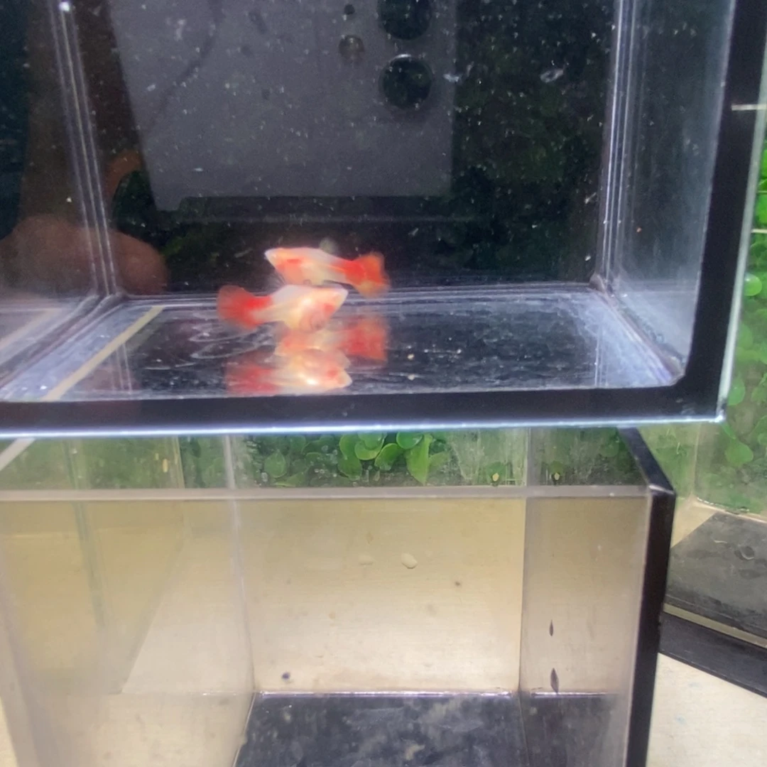 孔雀鱼银河琉璃白字球一对