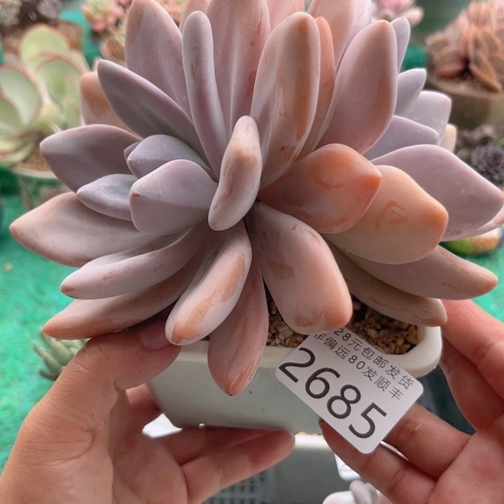 大2685:？xvcbbbbbn