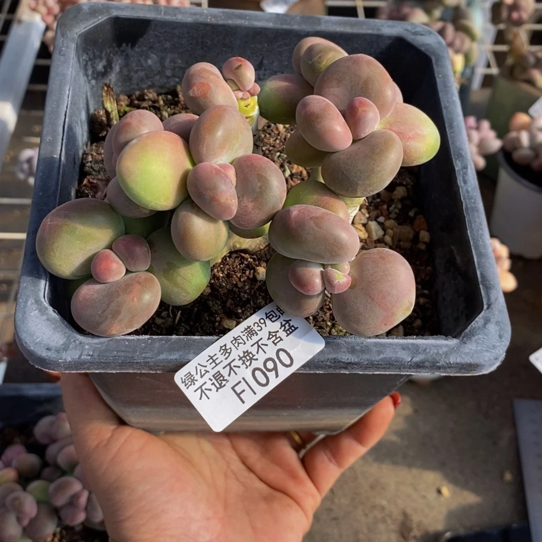 味*芒果奶酪090/10c m