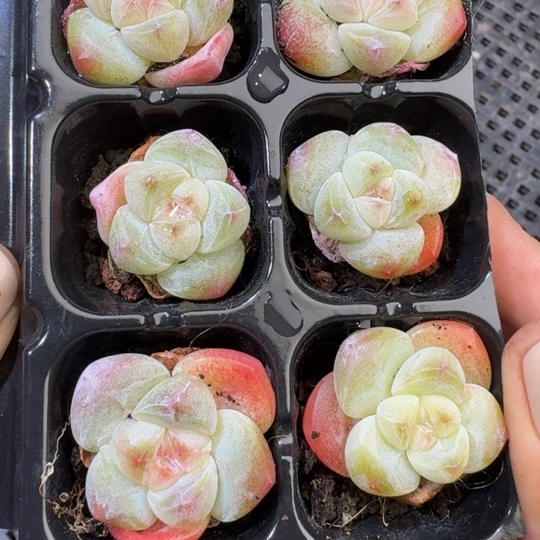 169 号到手1框江北多肉