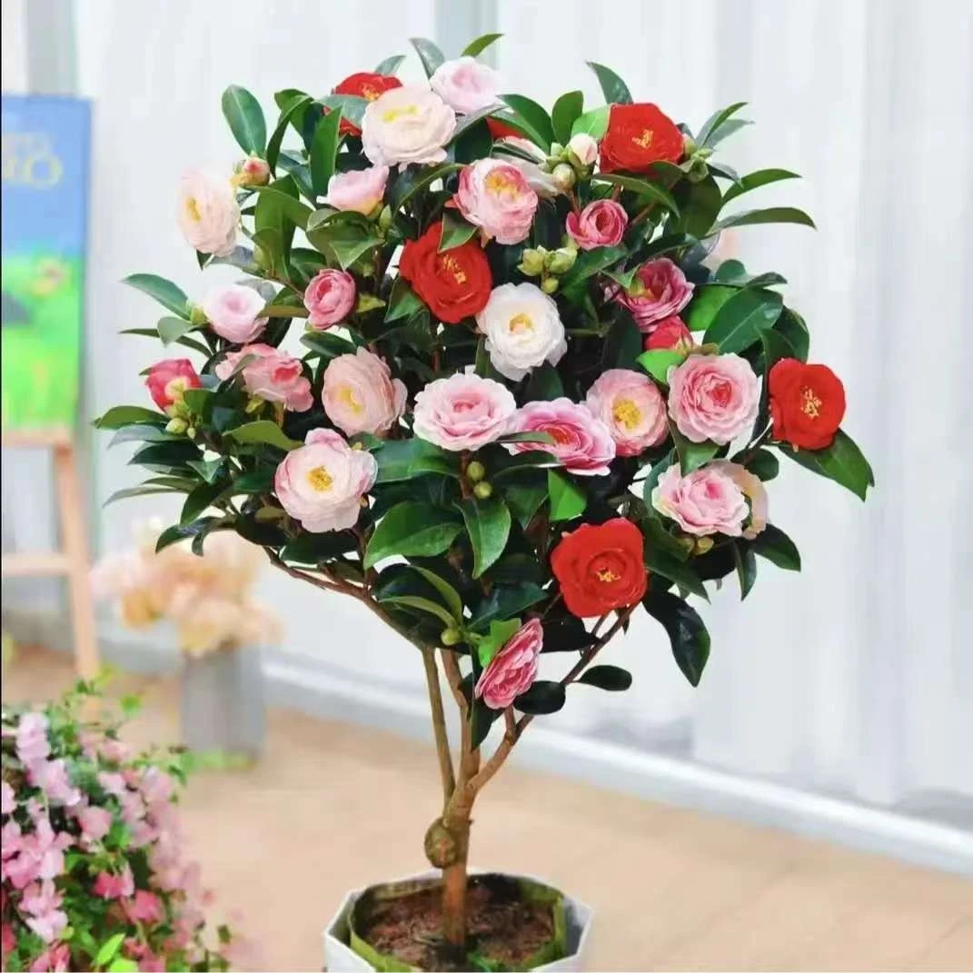 80~100cm五色赤丹山带花盆栽花卉植物庭院可观看