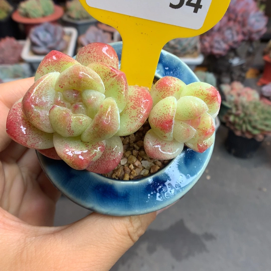 54双头韩货冰玉石化多肉