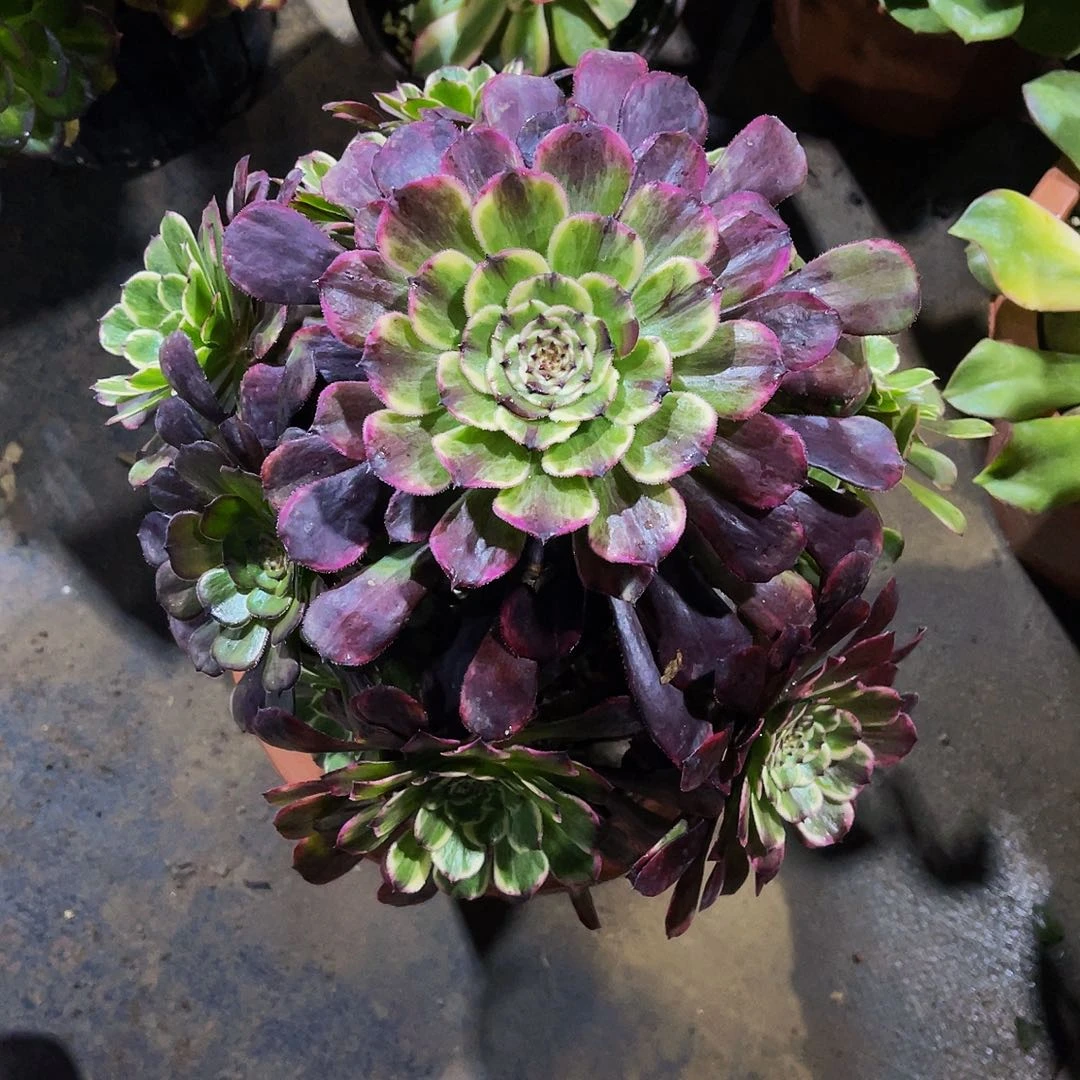 水墨画999拖土发货