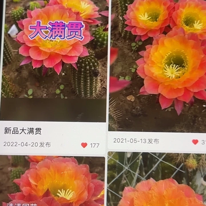 清清大满贯根瑕疵小球