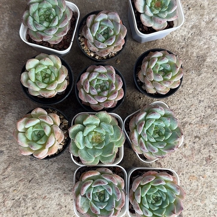 奶****多肉植物一物一拍