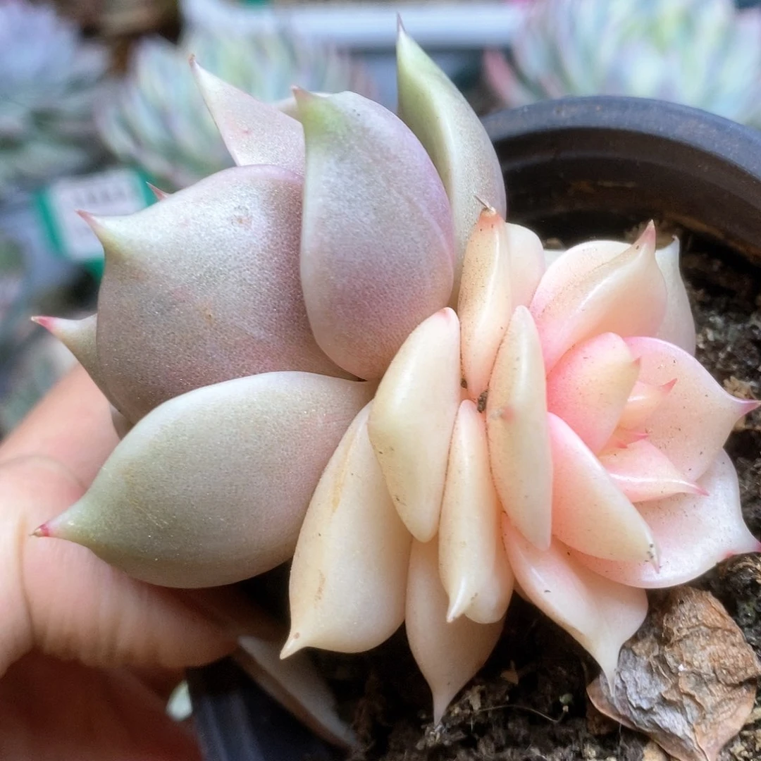 025贝加尔湖锦锦锦锦